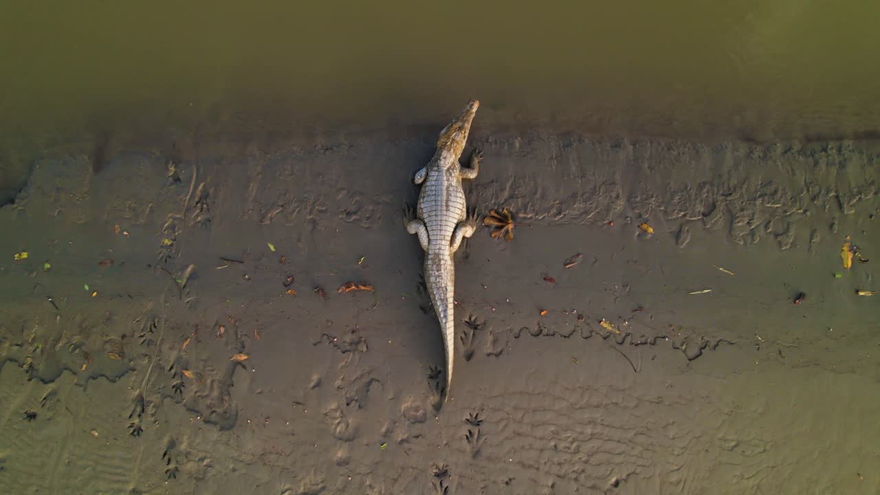 el caimán descansa sobre la orilla fangosa de agua turbia