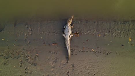 el caimán descansa sobre la orilla fangosa de agua turbia