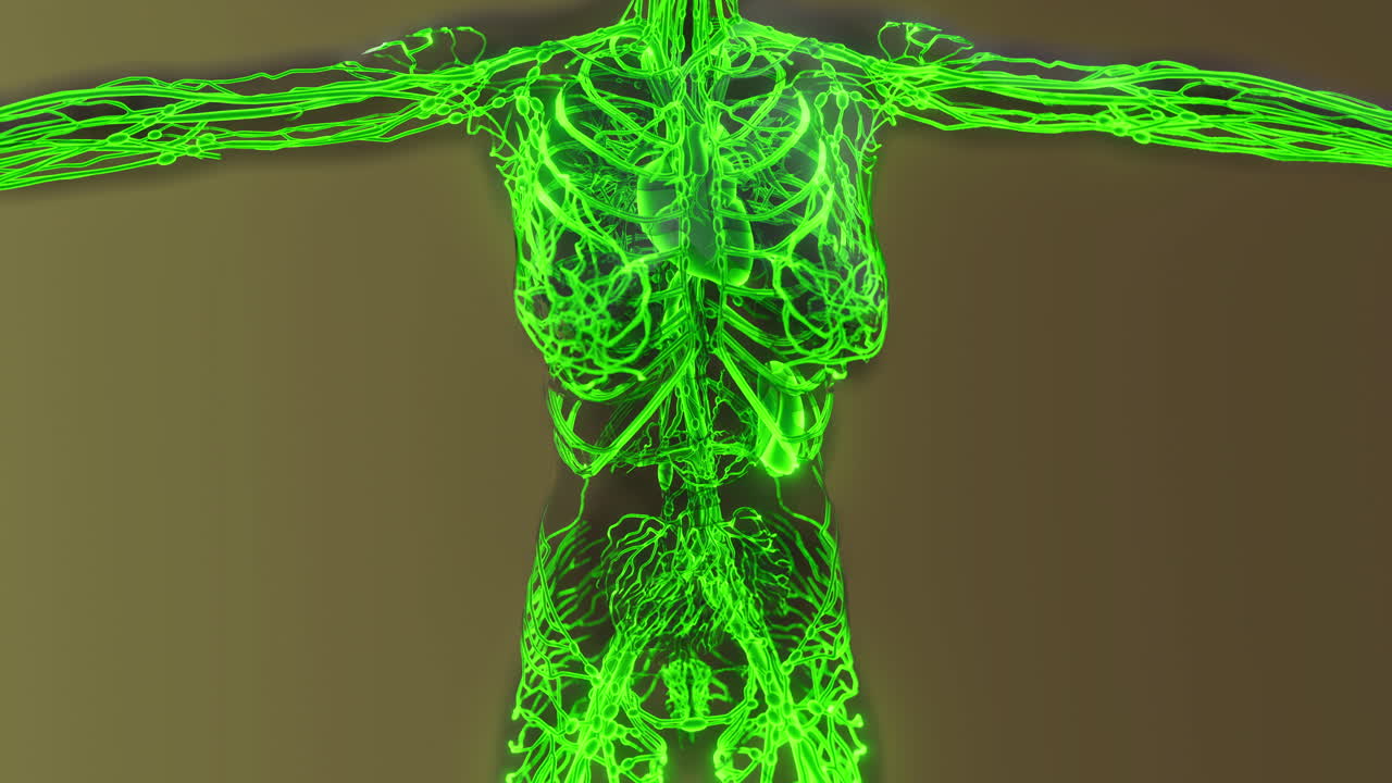 Detailed visual of human blood vessels veins and arteries