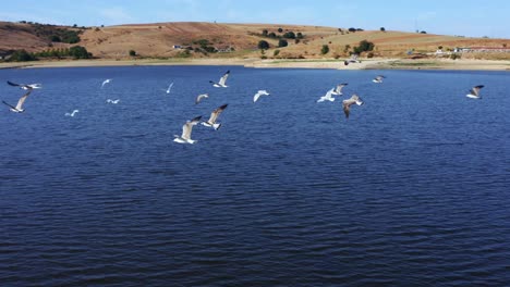 flock-of-birds-flying-over-a-lake