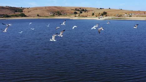 bandada de pájaros volando sobre un lago