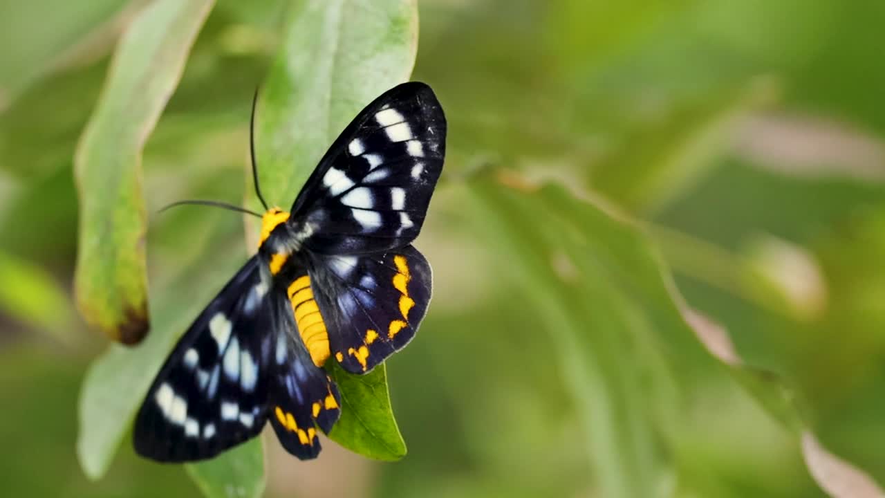 Una vivace farfalla nera e gialla si posa con calma su una foglia verde in una tenue luce diurna