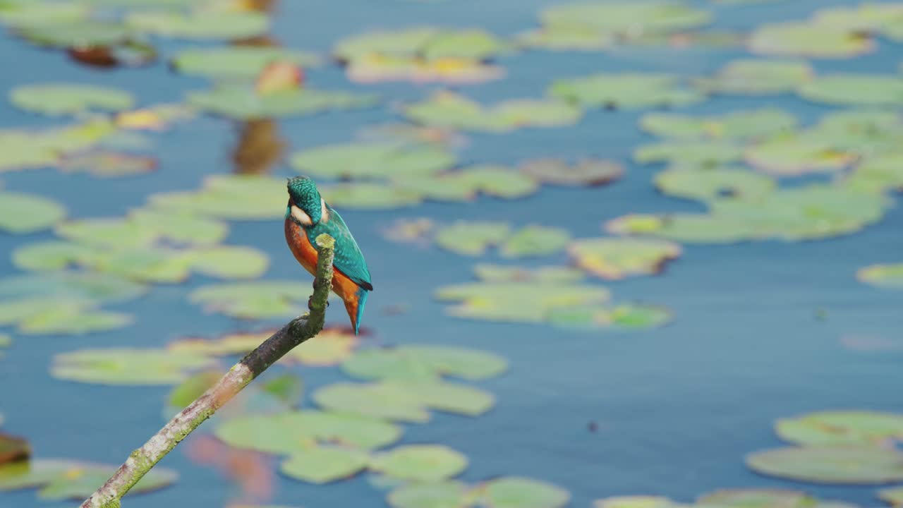 Vista al rallentatore di un martin pescatore in Frisia, Paesi Bassi, appollaiato sopra uno stagno, che fissa e si guarda intorno mentre la luce del sole scintilla su un bastoncino