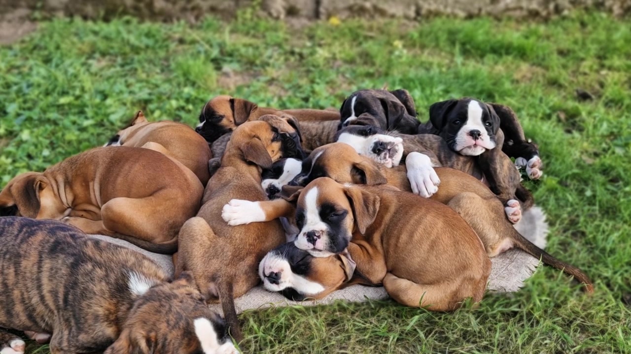 Grande ninhada de filhotes de boxer alemão puro-sangue aninhados juntos em um gramado verde ao ar livre, processo de criação de cães domésticos adoráveis, animais jovens brincalhões