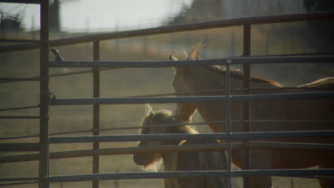 two horses watch bulls be wrangled from outside metal fence on texas farm