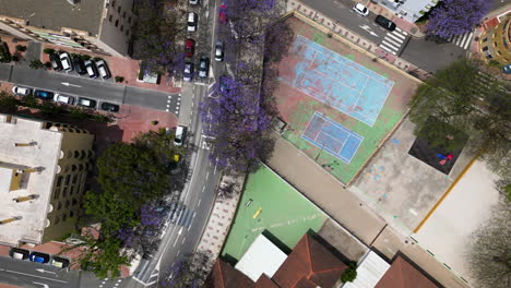 blooming purple trees in streets of estepona, aerial drone view