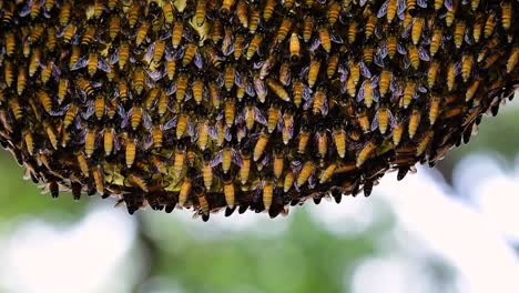 巨型蜜蜂 (giant honey bees) 建立了巨大的巢穴, 裡面有對稱的<unk>袋, 用來儲存蜂蜜作為食物來源.