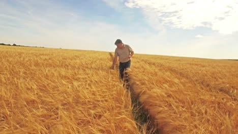 Aerial-view-of-farmer-walking-through-his-fields