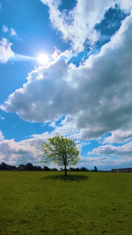 vertical video of lone tree in grass field with bright sun flare with dynamic cloudscape.