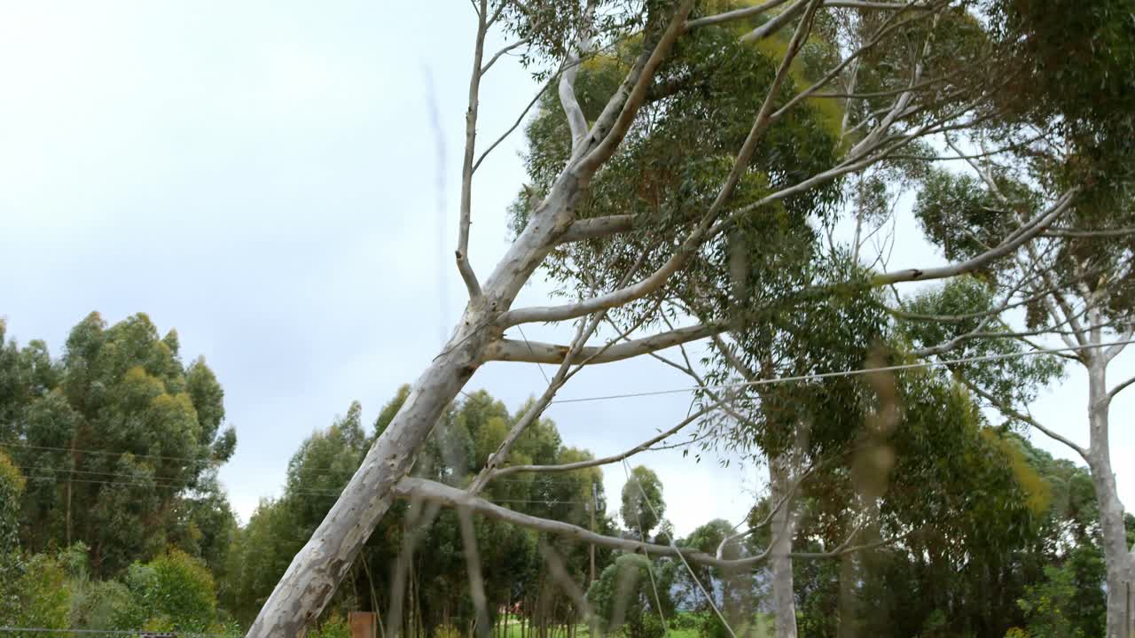 Lumberjacks cutting down tree in the forest 4k