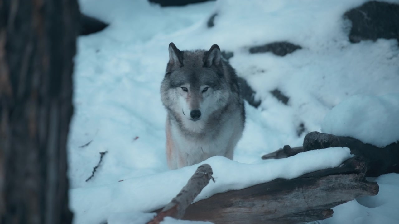 Grey wolf walking in the forest during winter