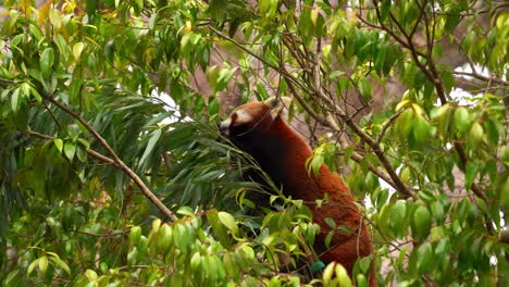 red panda munches on leaves while perched high in a lush, green tree canopy during daytime