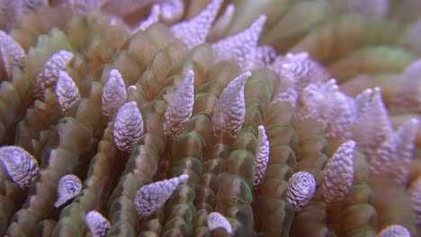 pólipos de coral hongo súper de cerca en la noche