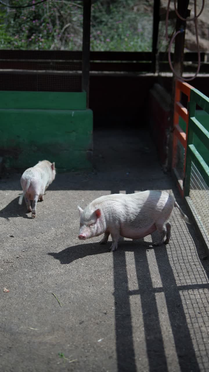 두 마리의 돼지 새끼