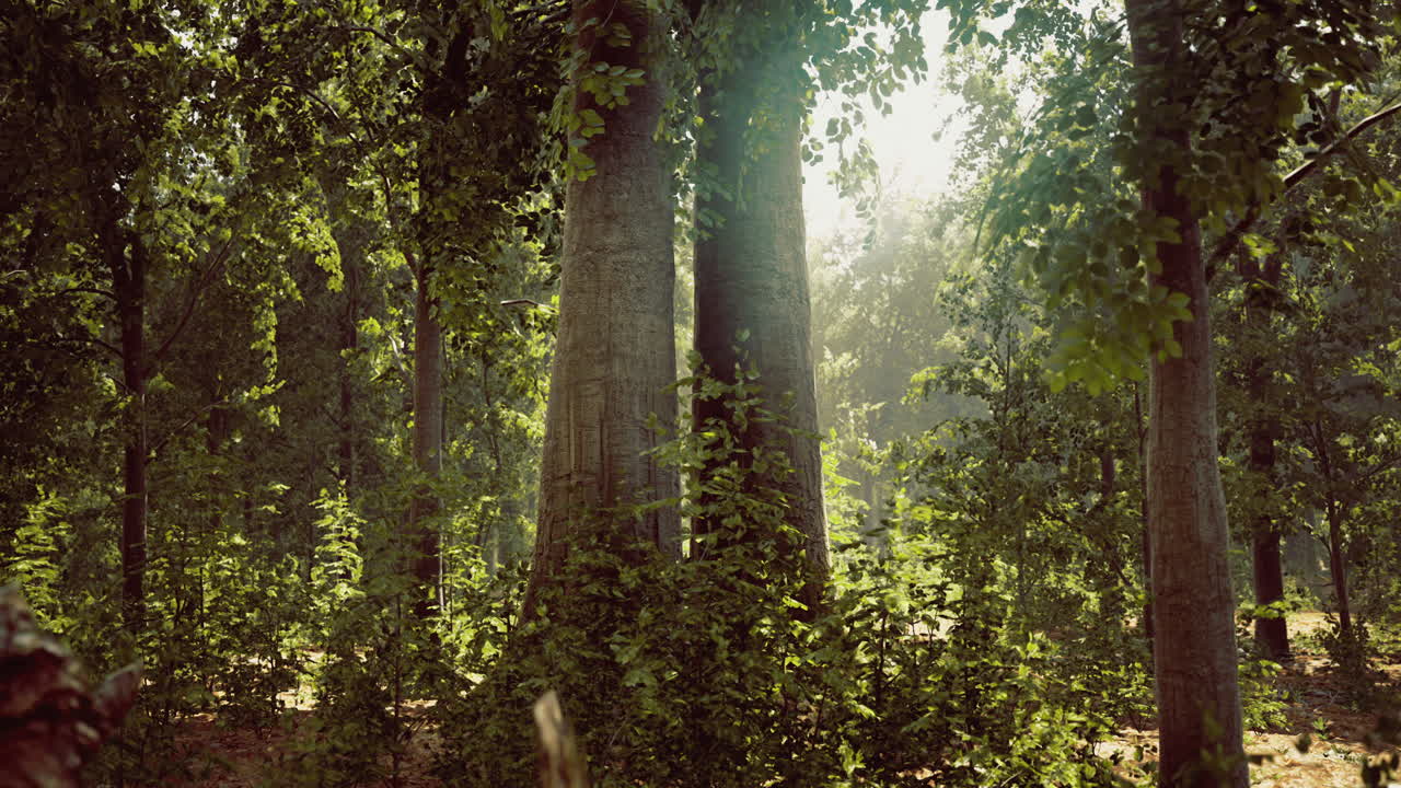 Majestic trees basking in golden sunlight within a serene forest landscape