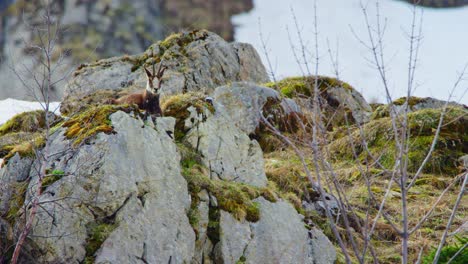 Eine-Gämse-Sitzt-Auf-Einem-Felsen-Und-Blickt-Ins-Tal