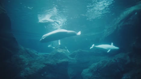 Beluga-whales-in-an-aquarium-swimming-and-playing-with-one-another