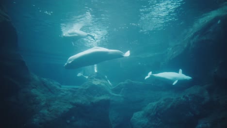 belugawale in einem aquarium schwimmen und spielen miteinander