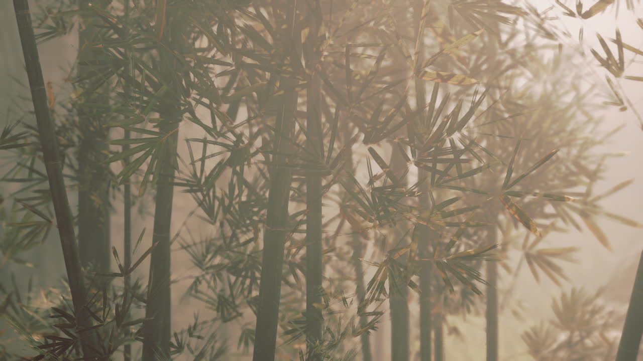 중국 산맥의 아침 빛에 목욕하는 대나무 숲
