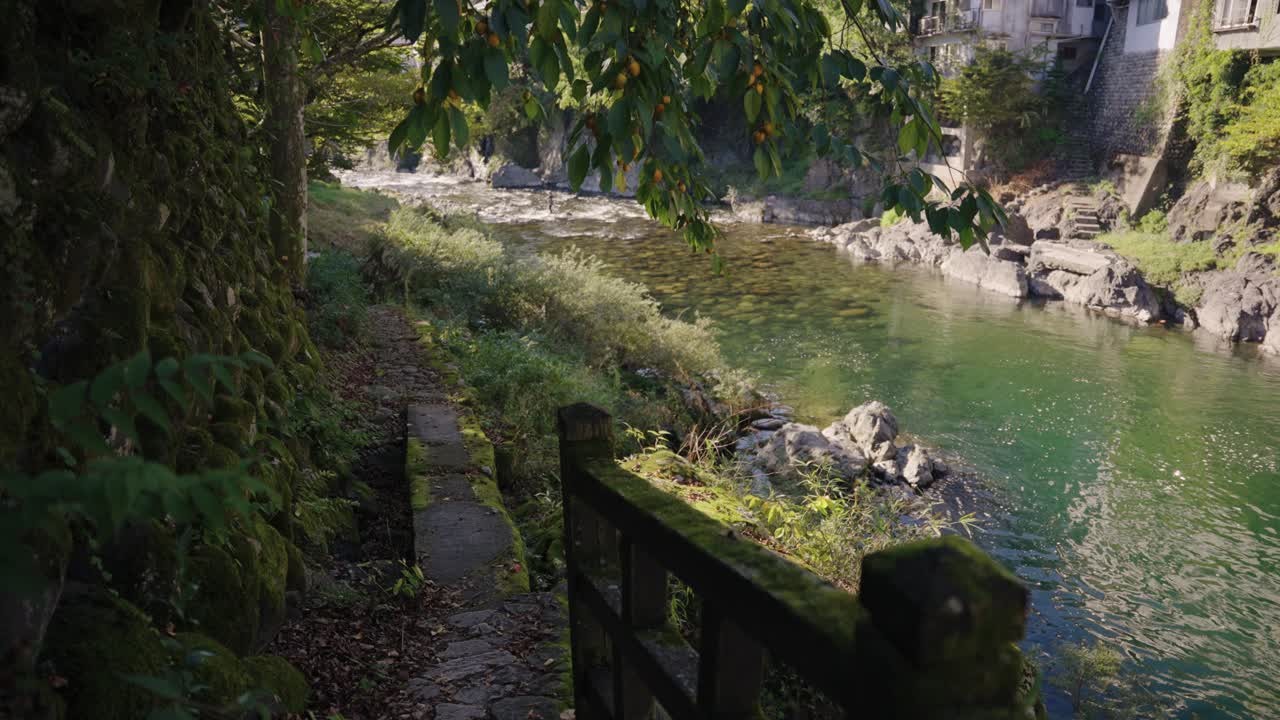 Japonya, Gujo Hachiman Şehri'nde Yoshida Nehri, Trabzon Hurması Ağaçları ve Yosunlu Yol