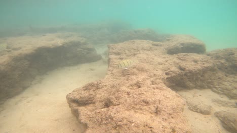 punto de vista de buceo bajo el agua en la bahía de hanauma, oahu