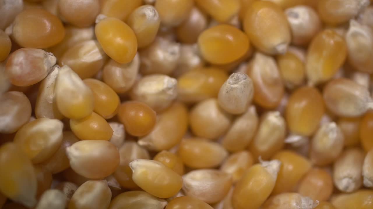 imágenes de primer plano de palomitas de maíz crudas en cámara lenta