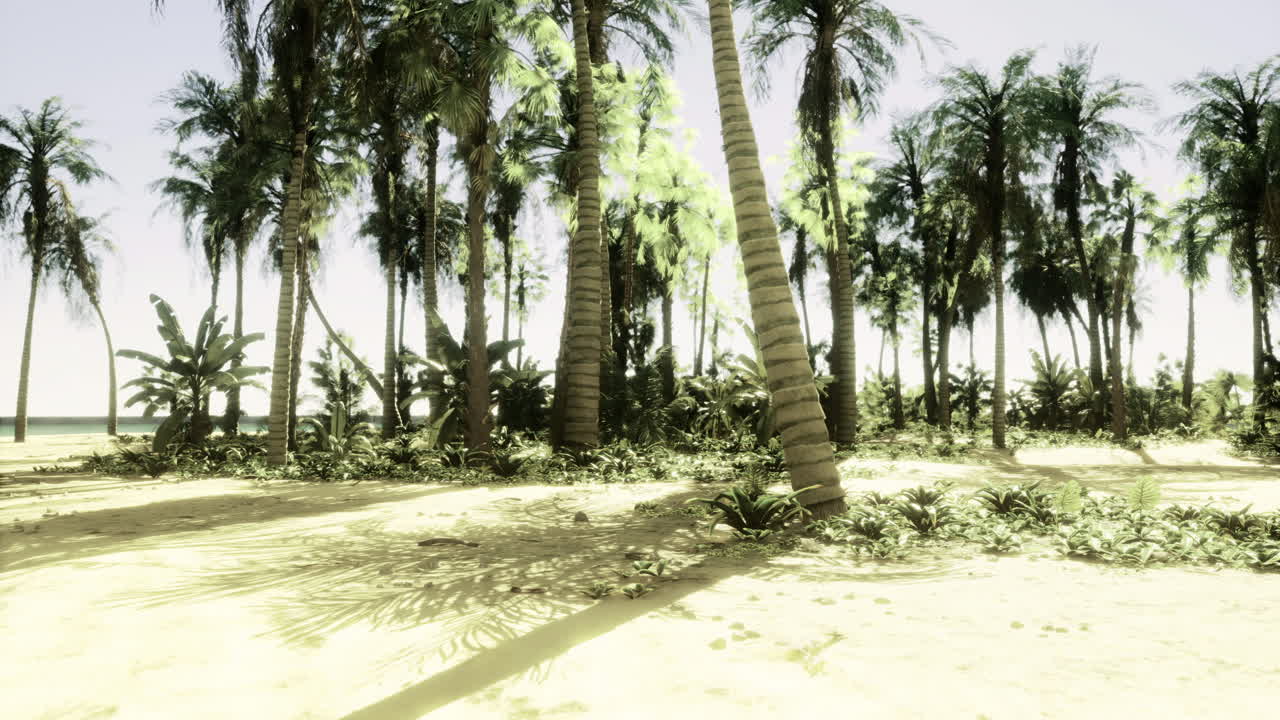 Tropical beach with palm trees