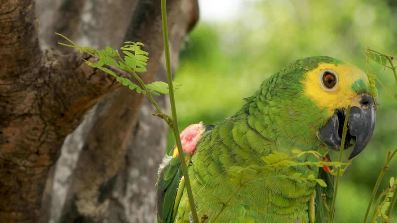 4k primer plano de un loro guacamayo verde, amarillo y azul graznando