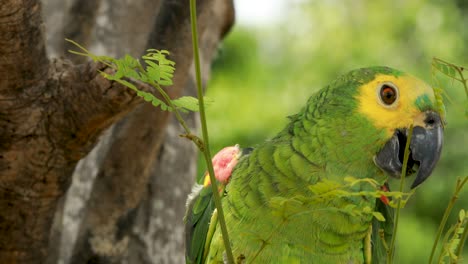 4k-Primer-Plano-De-Un-Loro-Guacamayo-Verde,-Amarillo-Y-Azul-Graznando