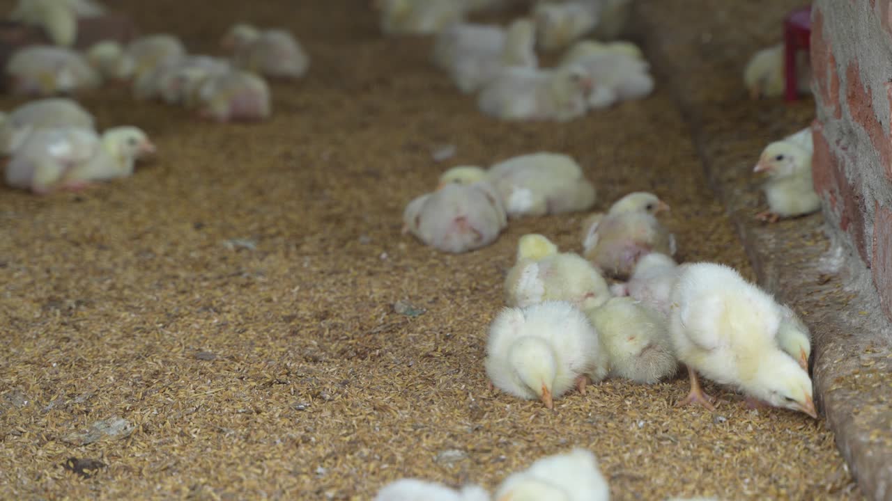 There are baby chickens in the poultry farm.