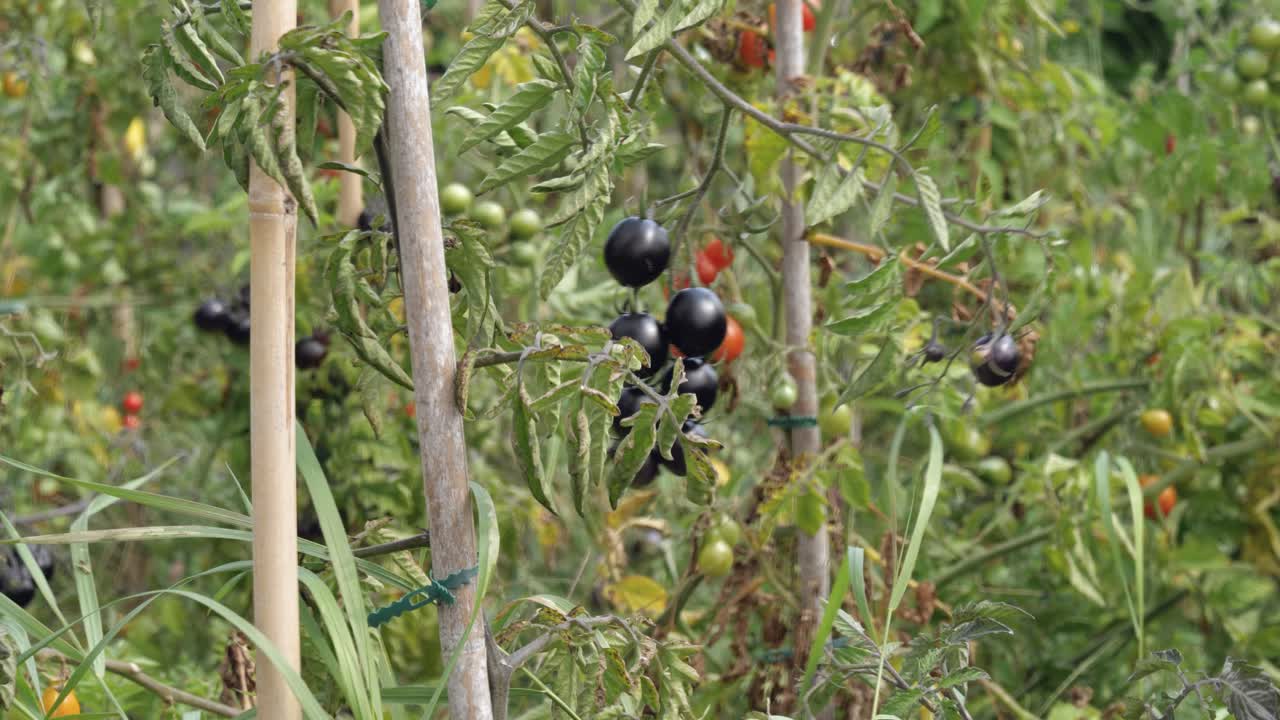 Black tomatoes sway in the wind in a home garden.