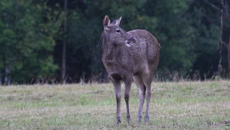 el ciervo sambar es una especie vulnerable debido a la pérdida de hábitat y la caza