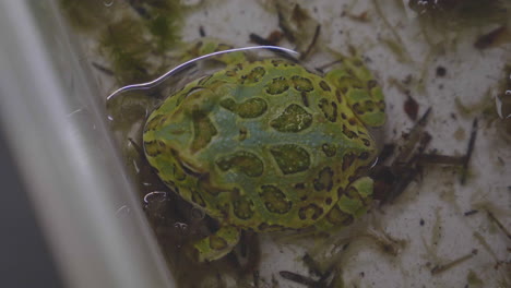 a ceratophrys cranwelli frog