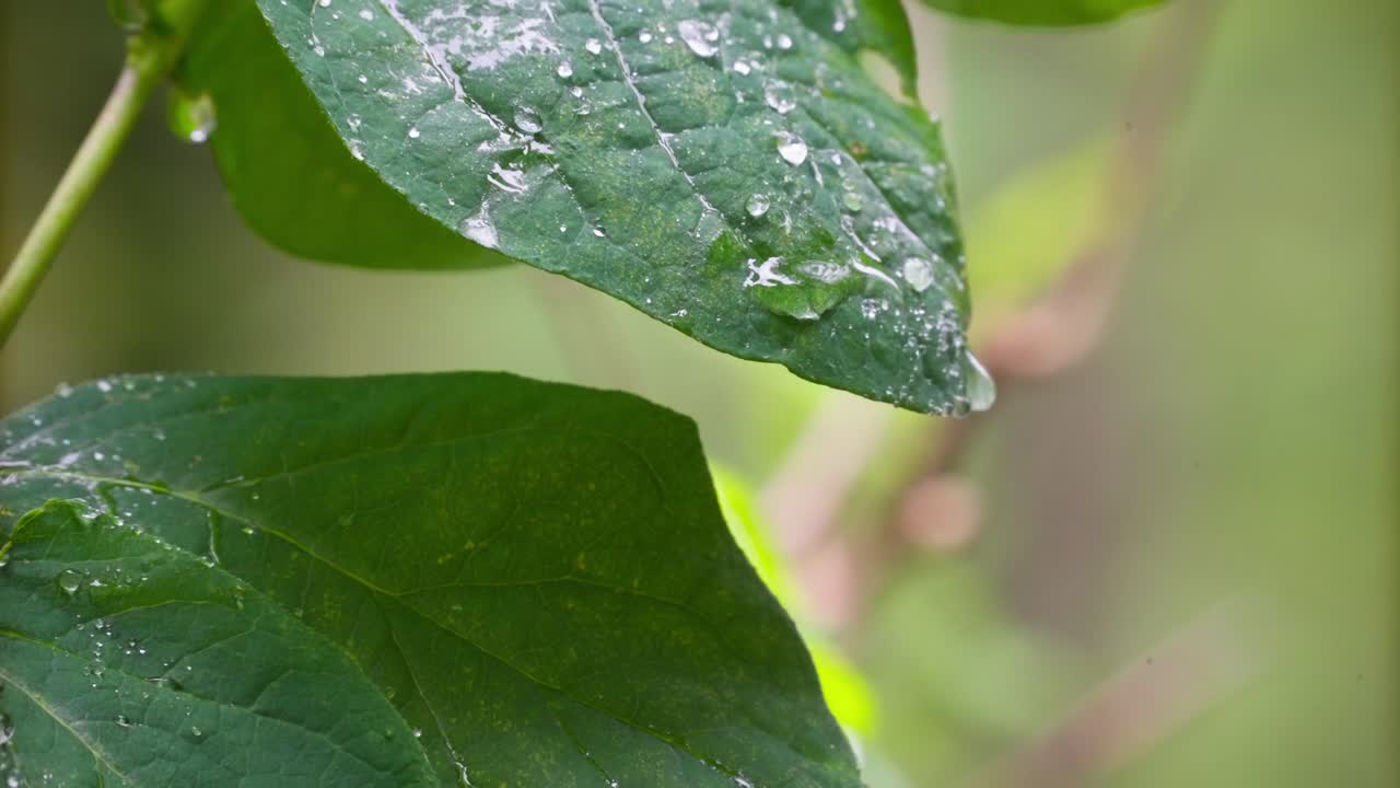 Water Droplets on the Leaves - Close Up