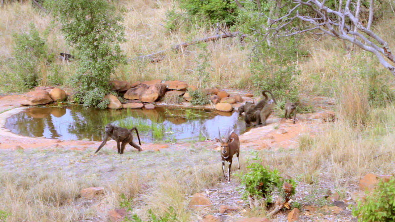 Group of baboons and a bushbuck walking and drinking at a water pond in the South African bush