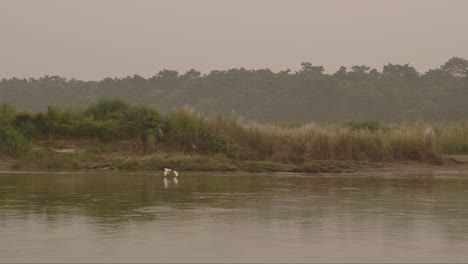 aves al atardecer volando sobre el río chitwan, bandada de ganado común aves de garza en vuelo al atardece en el parque nacional de chitwan, vida de aves y aves de nepal