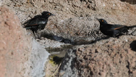 group of pale-wing starlings take a bath in a puddle in the middle of a rock formation