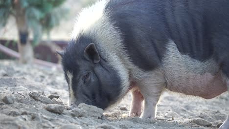 Panza-De-Cerdo-Comiendo