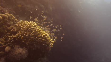 coral acropora en el arrecife, conocido como coral de mesa, coral cuerno de alce y coral cuerno de ciervo
