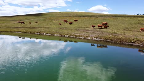 free range cattle herd of cows grazing freely along lake pasture, drinking water | grass fed beef agriculture farming livestock ,cattle ranching | migrating roaming freely, ethical farming | 1 of 12
