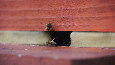tráfico de abejas en la entrada de la colmena