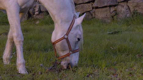 Lindo-Caballo-Blanco-Comiendo-Hierba-Pacíficamente-En-Un-Prado-De-Una-Granja-En-Galicia