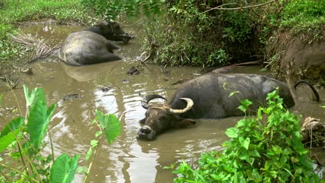 Búfalos-De-Agua-Relajándose-En-El-Barro-En-Surigao-Del-Norte,-Campo-De-Filipinas