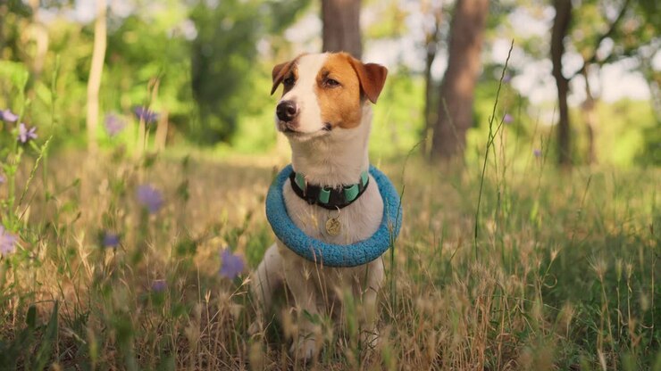 A Jack Russell Terrier dog sits in the grass and looks away