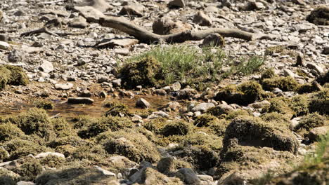 Pájaro-En-Un-Río-Seco-Con-Un-Pequeño-Estanque-Y-Musgo-En-Las-Rocas