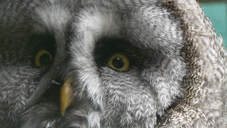 Foto-Macro-De-Búho-Gris-Con-Ojos-Amarillos-Mirando-La-Cámara,-Toma-De-Detalle-Extremo---Calidad-Prores-422