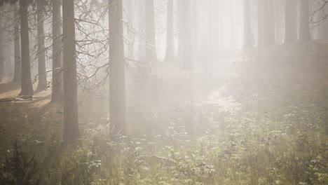 Sonnenstrahlen-Im-Natürlichen-Fichtenwald