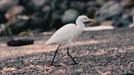 Ein-Junger-Weißer-Reihervogel-Auf-Der-Suche-Nach-Nahrung,-Trockener-Abfall,-Fische-In-Der-Nähe-Eines-Ufers-Mit-Scharfen-Augen,-Videohintergrund-In-Full-HD-In-Filmen