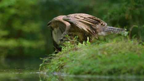 hawk hunting near water