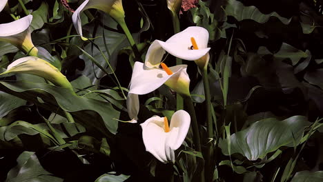 bees swarm the calia lily flower in australia